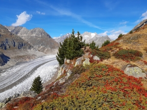 Aletsch
