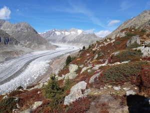 Aletsch