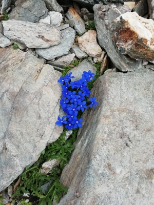 Niwen, der Hausberg