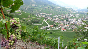 In den Weinbergen