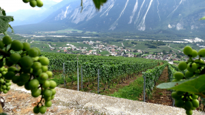 In den Weinbergen