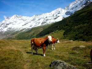 Lötschental