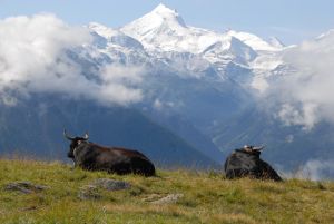 Fesel-Alp